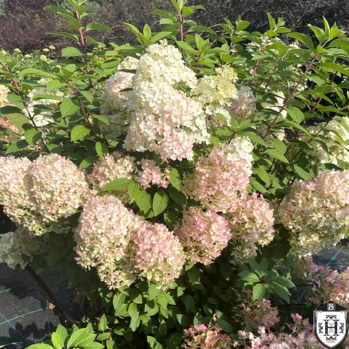 Hydrangea paniculata 'Little Alf' - Aedhortensia 'Little Alf' C2/2L